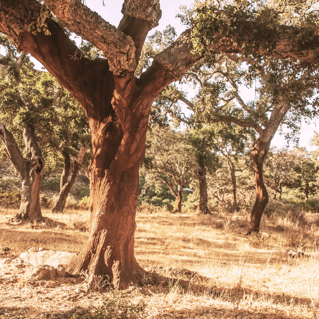 Image shows a harvested cork tree amongst a field of cork trees.